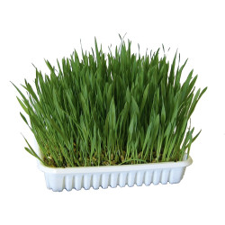 Kerbl nasiona trawy dla kota, 100 g [83198]
