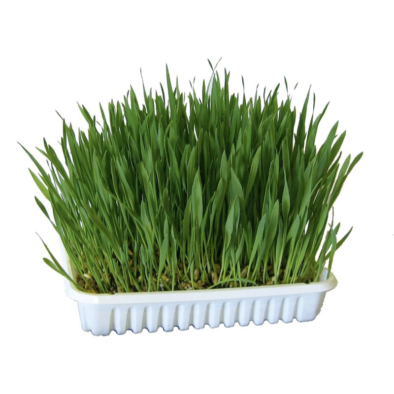 Kerbl nasiona trawy dla kota, 100 g [83198]