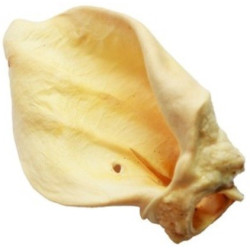 Vector-food ucho wołowe białe duże [s90] 1szt