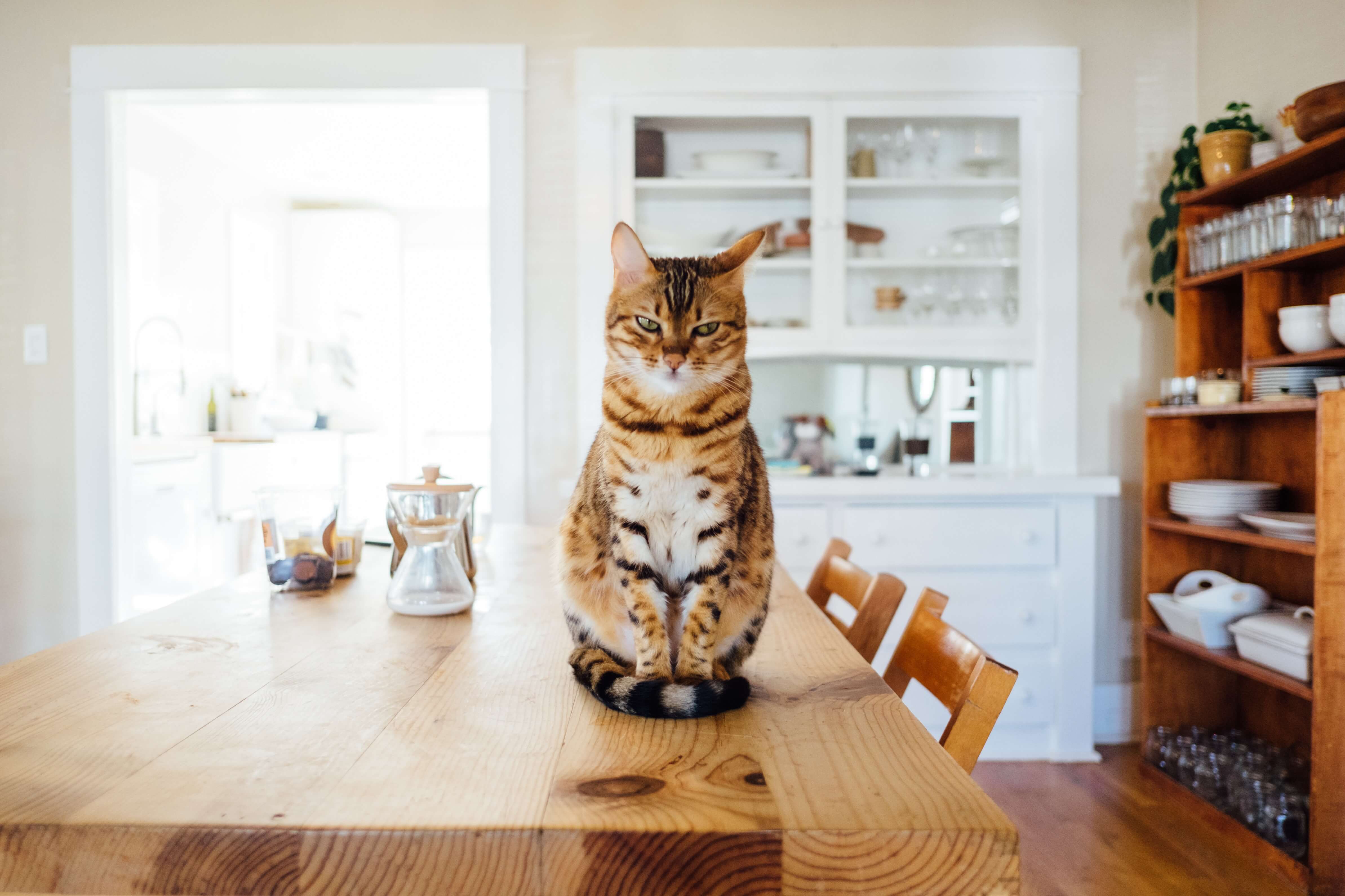 Agresywny kot – Dlaczego kot gryzie?