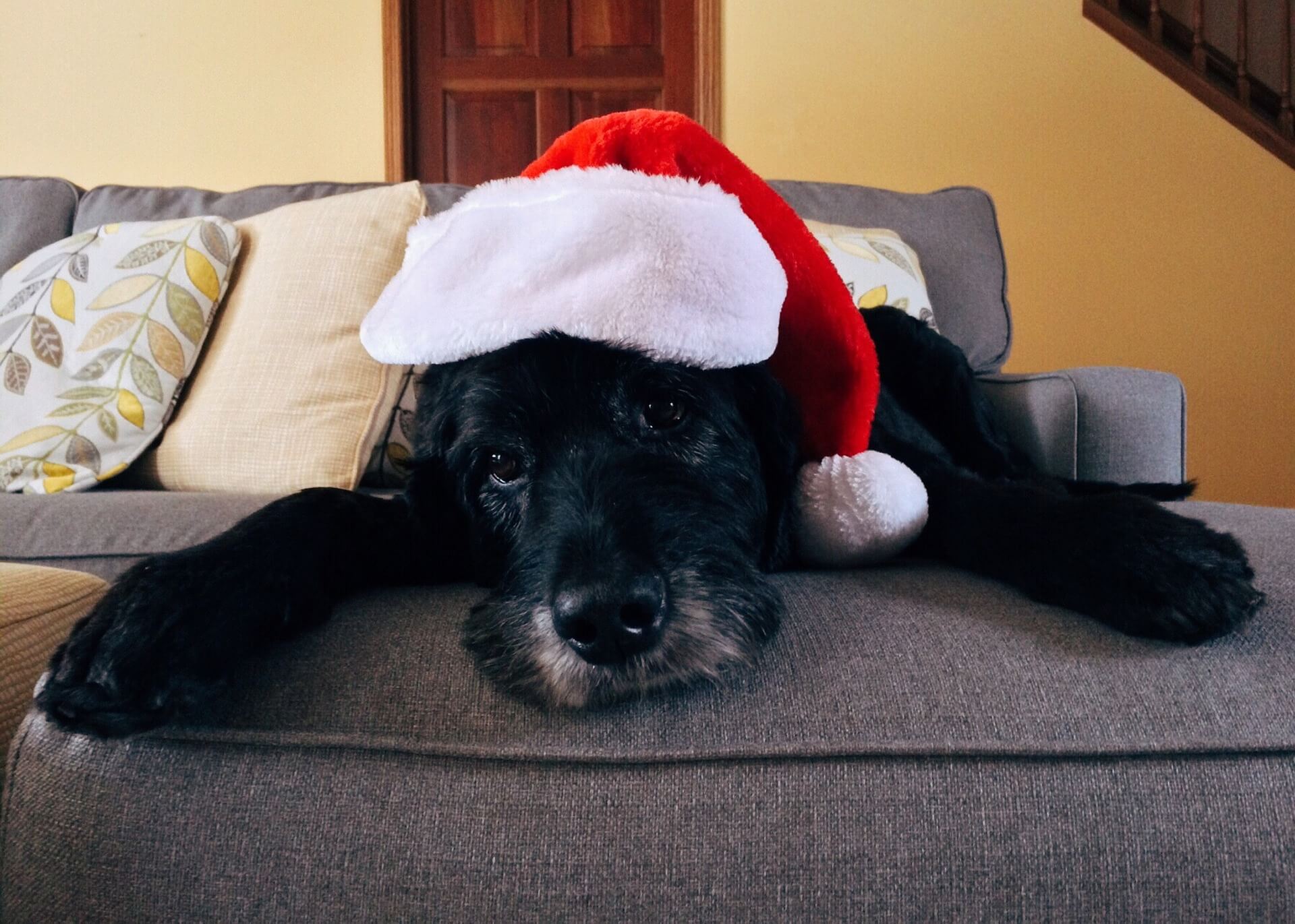 Prezent dla psa na święta – Jaki prezent wybrać?