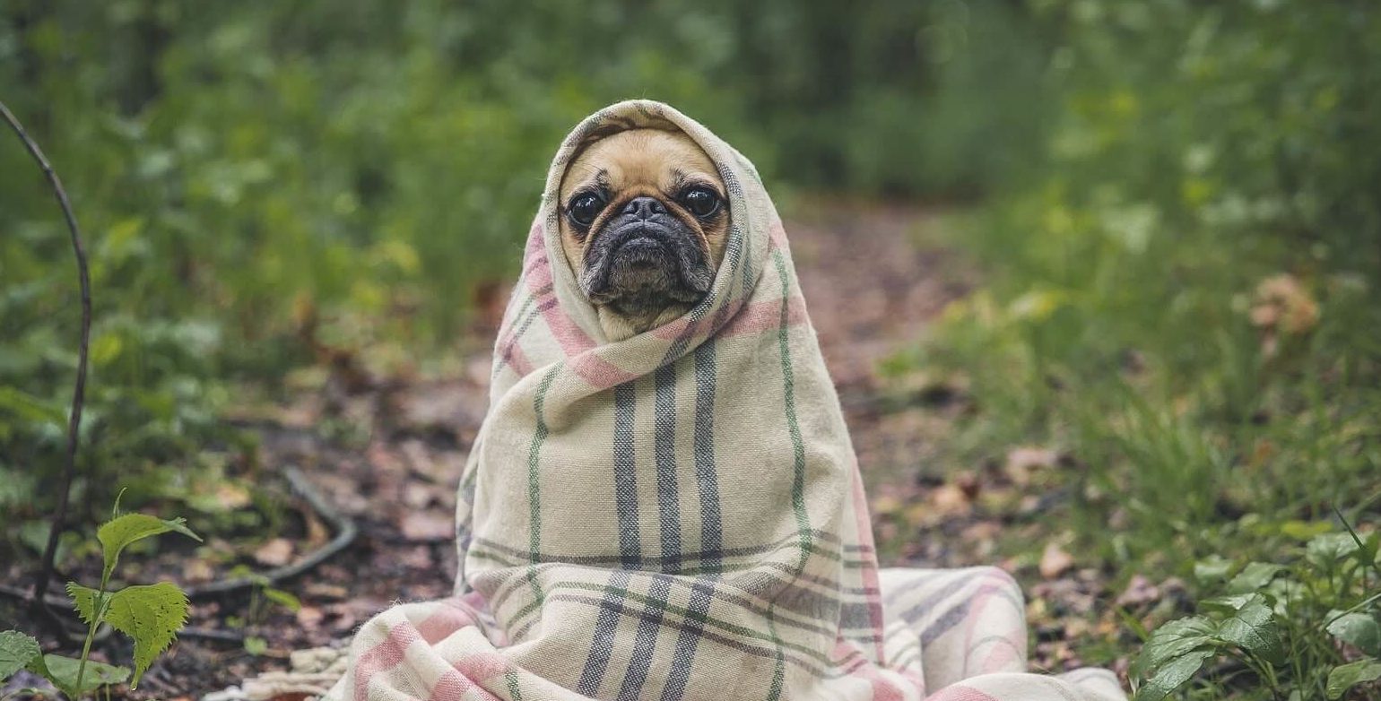Przeziębienie u psa – Objawy jakie są?