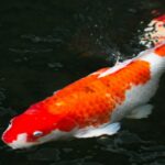 Japan fish call Carp or Koi fish colorful swimming in the pond