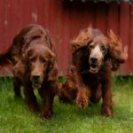 irish-red-setters-g7eac81051_1920