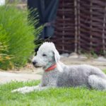 bedlington-terrier-76572_1920