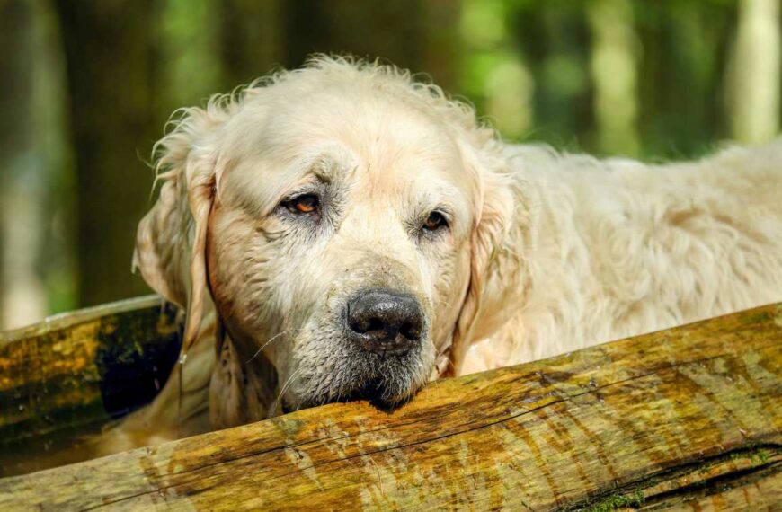 Ile żyją psy? Jaka jest średnia długość życia psa i od czego zależy?