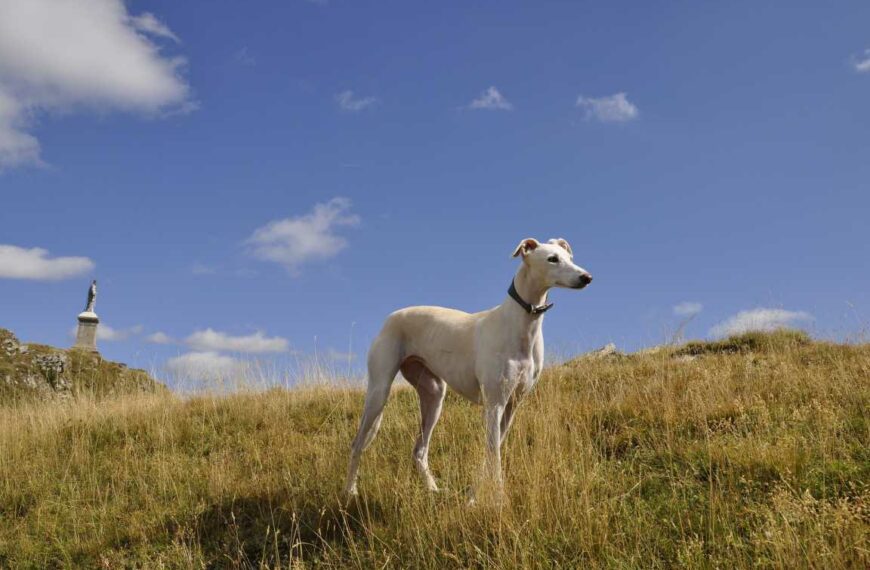 Greyhound – charakter, usposobienie – wszystko o rasie psa