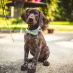 german-shorthaired-pointer-g8bb5f8ad6_1920