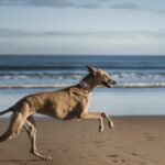 pies-greyhound-biegajacy-po-plazy