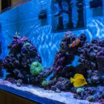 marine-aquarium-coral-aquarium