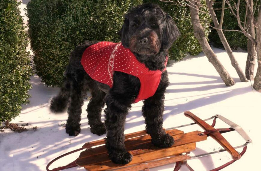 Portugalski pies dowodny – charakter, usposobienie, cena