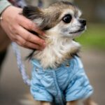 side-view-owner-with-cute-chihuahua-dog
